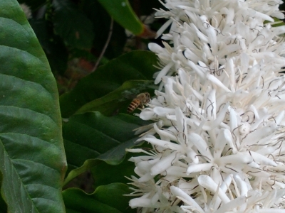 咖啡花及蜜蜂